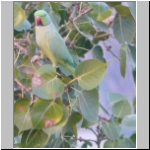 Rose-ringed parakeet.jpg